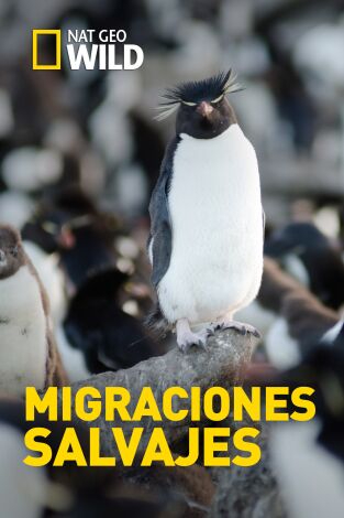 Migraciones salvajes. Migraciones salvajes: Elefantes al límite