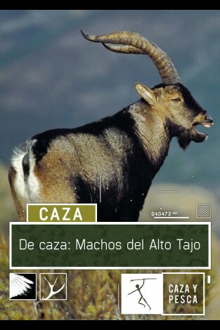 De caza: los machos del Alto Tajo