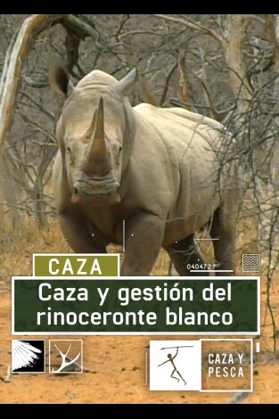 Caza y gestión del rinoceronte blanco