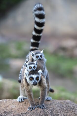 Islas tropicales. Islas tropicales: Madagascar