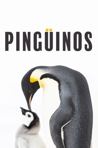 Pingüinos