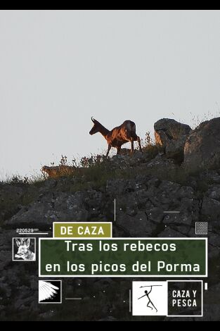 Tras los rebecos en los Picos del Porma