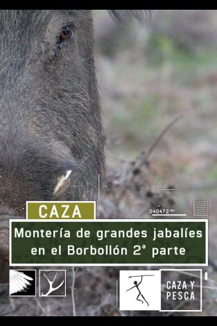 Montería de grandes jabalies en El Borbollón. 2ª parte