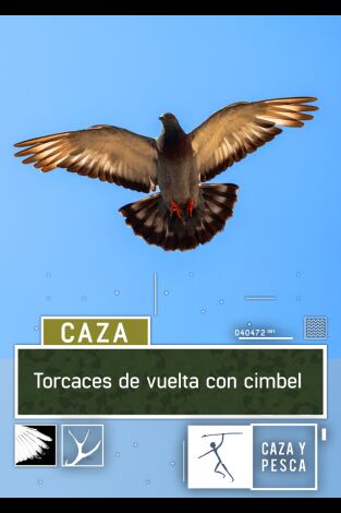 Torcaces de vuelta con cimbel