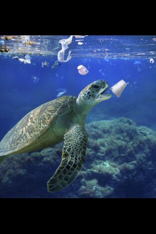 Mediterráneo: un mar en peligro. Mediterráneo: un mar...: La odisea del nacimiento