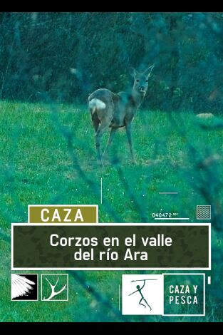 Corzos en el valle del río Ara