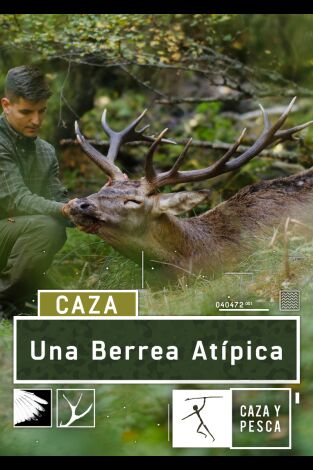 Una berrea atípica