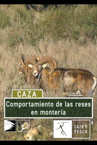 Comportamiento de las reses en montería