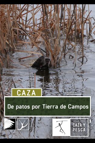 De patos por Tierra de campos