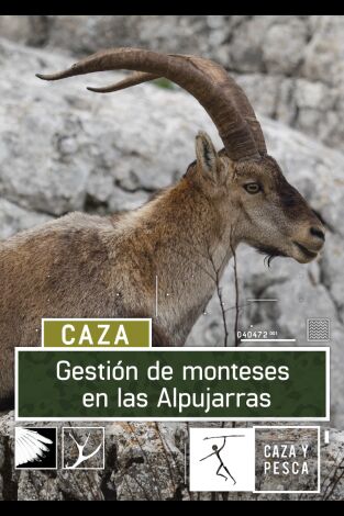 Gestión de monteses en las alpujarras