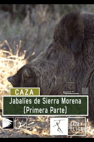 Jabalíes de Sierra Morena, 1ª parte