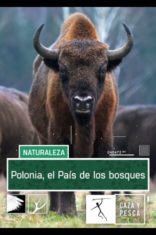 Polonia. El país de los bosques