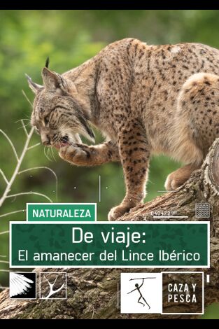 De viaje: el amanecer del Lince ibérico