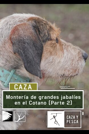 Montería de grandes jabalíes en el Cotano. 2ª parte