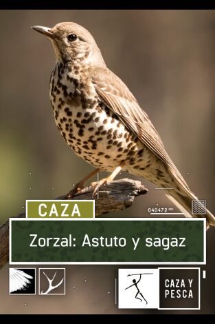 Zorzal: astuto y sagaz