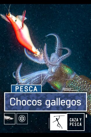 Chocos gallegos