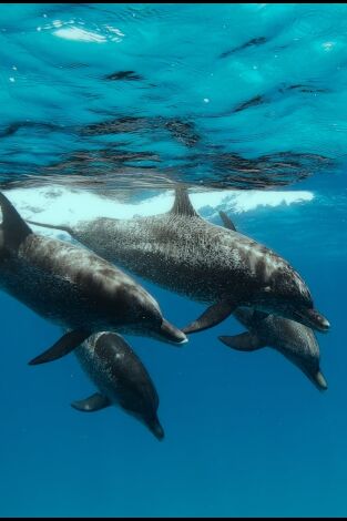 Ballenas con Steve Backshall. Ballenas con Steve...: Las ballenas y nosotros