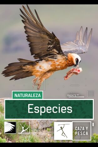 Especies. T(T3). Especies (T3): Águila real