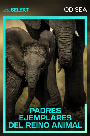 Padres ejemplares del reino animal