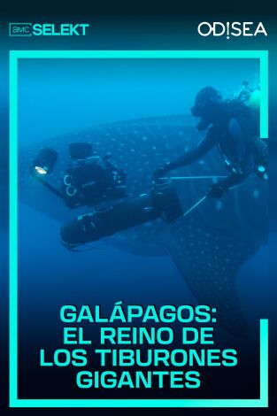 Galápagos: el reino de los tiburones gigantes