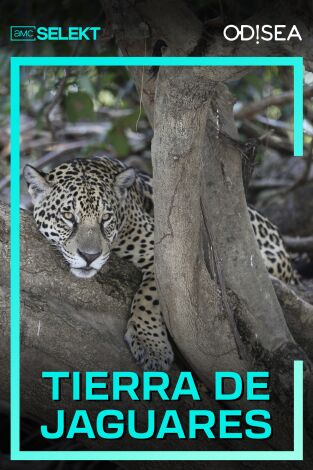 Tierra de jaguares