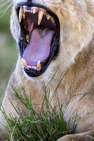 Grandes felinos, Season 1. Grandes felinos, Season 1: Renacidos en Massai Mara