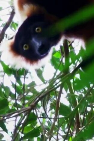 Extinct Or Alive, Season 1. Extinct Or Alive,...: El pachylemur