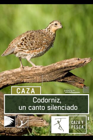 Codorniz: un canto silenciado