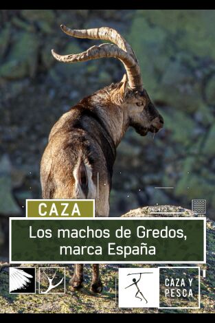 Los machos de Gredos: marca España