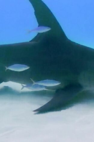 Shark Academy, Season 1. Shark Academy, Season 1: Buceo con martillos gigantes