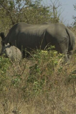 Wild Frank en África, Season 1. Wild Frank en África,...: Ep.6