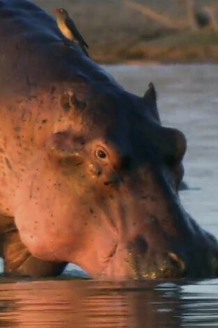 ¿Cómo lo hacen? Mundo animal, Season 2. ¿Cómo lo hacen? Mundo...: Ballenas voladoras y protección solar para hipopótamos