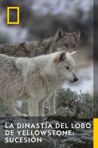 La Dinastía Del Lobo De Yellowstone: Sucesión. La Dinastía Del Lobo De Yellowstone: Sucesión 