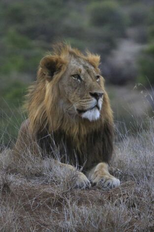 Matriarcados del reino animal. Matriarcados del reino...: El río inconstante