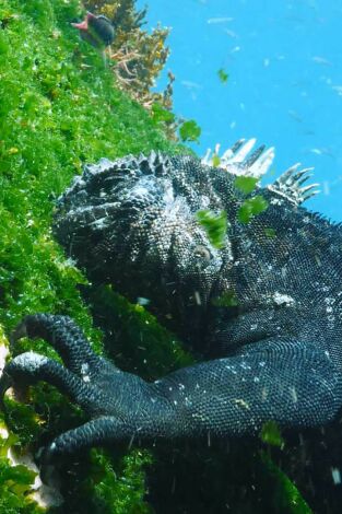 Las Galápagos, la frontera del mundo. Las Galápagos, la...: Un océano de confusión