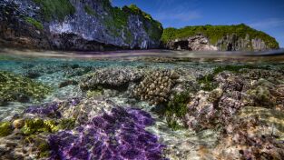 Protegiendo El Paraíso: La Isla De Niue. Protegiendo El...: Ep.1