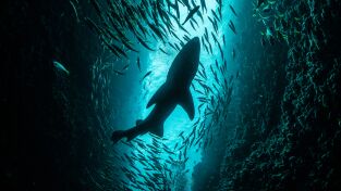 Sharkfest. Sharkfest: Los tiburones blancos de Cabo Cod
