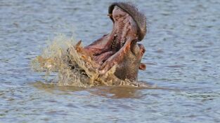 Hipopótamos y cocodrilos con Steve Backshall. Hipopótamos y...: Hipopótamos con Steve Backshall I