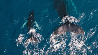 Ballenas. Ballenas: Depredadores del océano: Tiburón vs. Orca