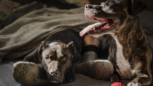 Perros. Perros: Pilas, una piedra y una caja de cereales