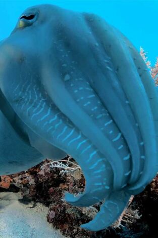 Into the blue. Into the blue: Raja Ampat