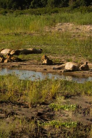 La vida en los ríos de África. La vida en los ríos...: Rio Okavango