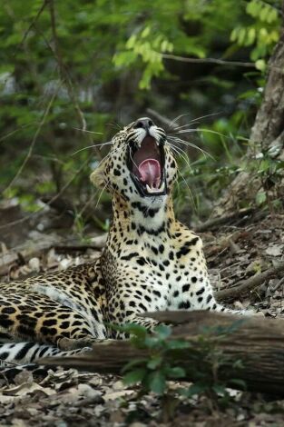 Panteras. Panteras: El leopardo de las nieves