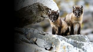 La increíble migración animal. La increíble migración...: Persiguiendo las lluvias africanas