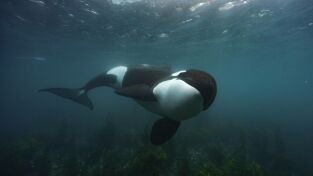Los secretos de las ballenas. Los secretos de las...: La dinastía de las orcas
