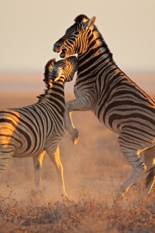 El club de la lucha animal. El club de la lucha...: Muerte súbita