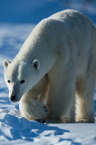 Los más letales de Alaska. Los más letales de Alaska: El reino de la ballena asesina