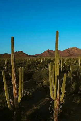 Wild México. Wild México: Los rápidos y los muertos