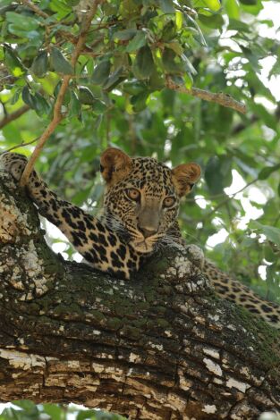 El Leopardo de Sri Lanka