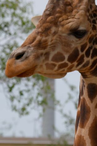 Los secretos del zoo: Tampa. Los secretos del zoo:...: El milagro de la manada